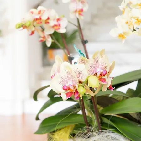 Hotel Royal Prisco Positano